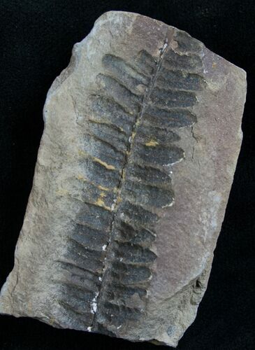 Million Year Old Fern Fossil #7854